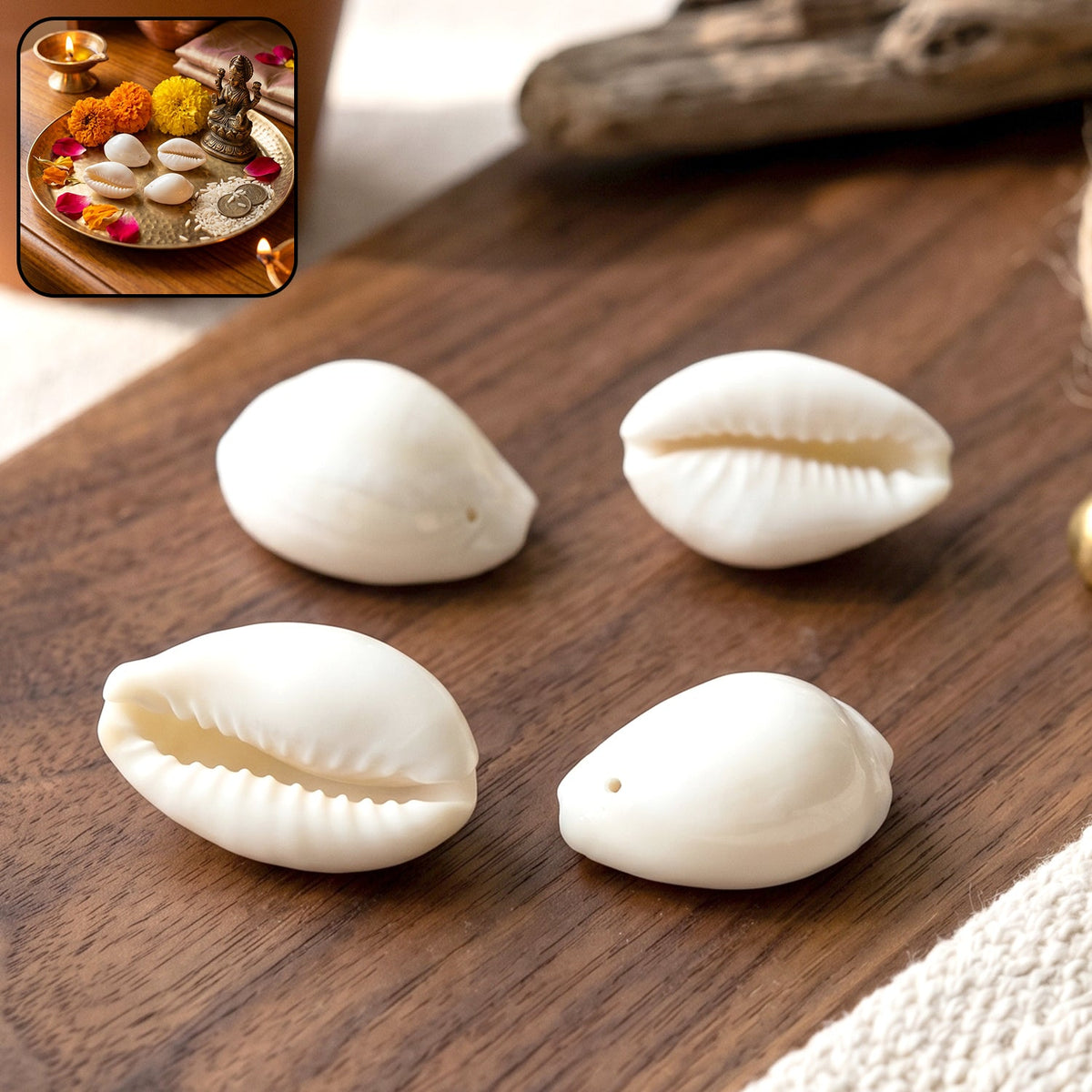 natural kaudi cowrie shells set